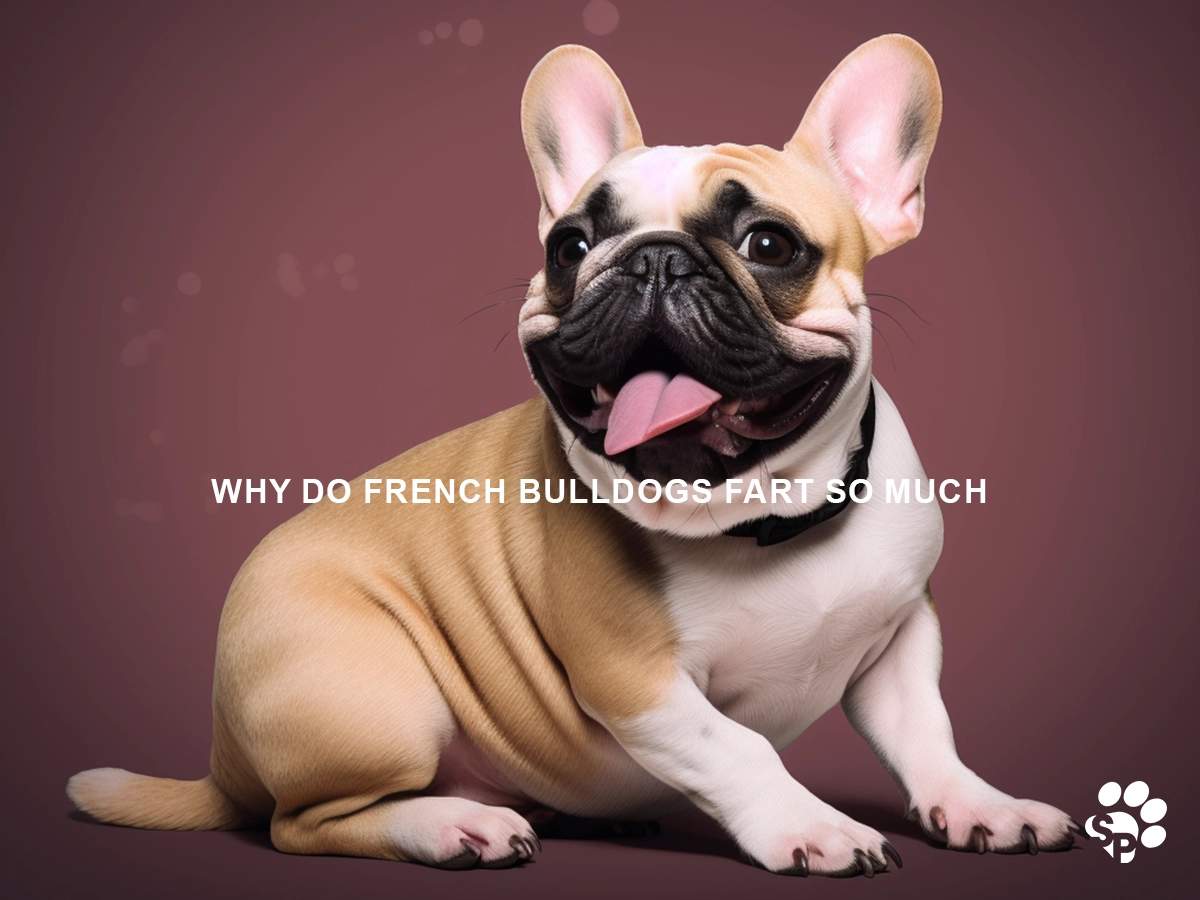 why do french bulldogs fart so much
