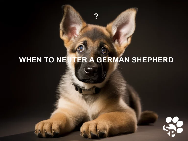 When To Neuter a German Shepherd: Expert Advice & Guidelines