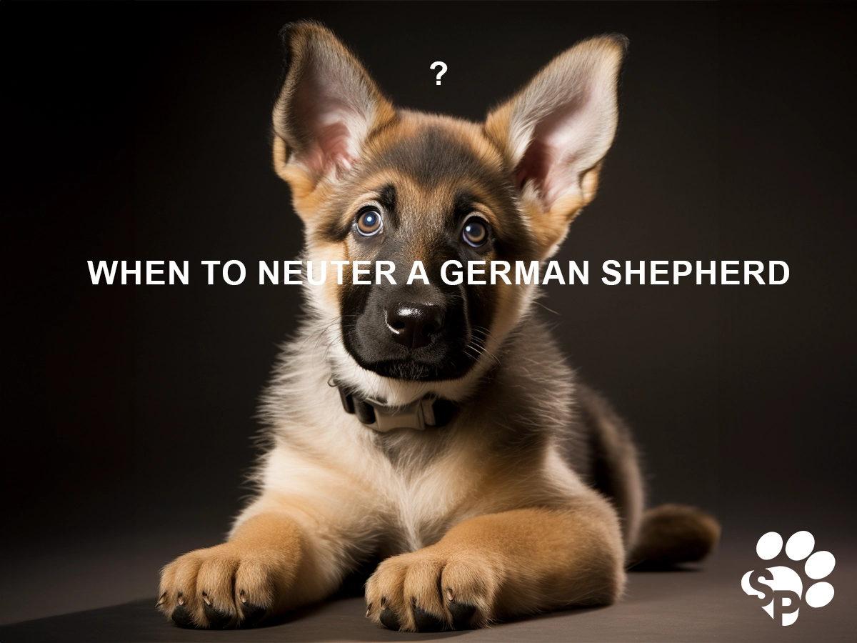 when to neuter a German shepherd