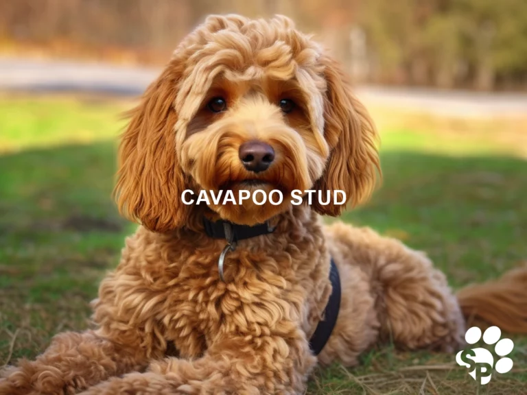The Perfect Cavapoo Stud For Breeding