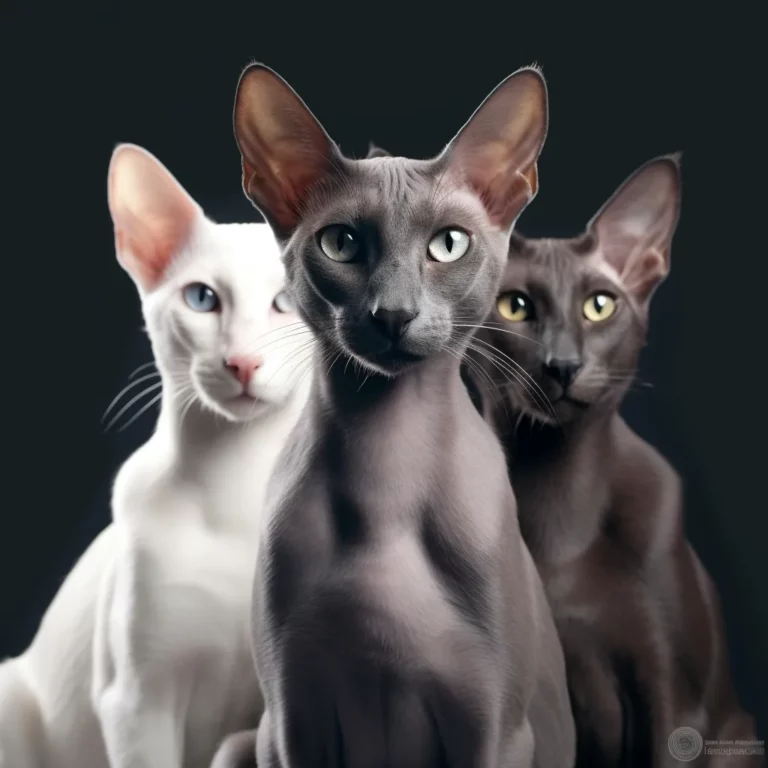 Oriental Shorthair Cats: Personality, Care, and More